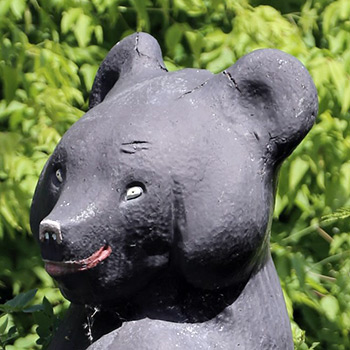 Bear-ly Hanging On?